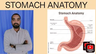 stomach anatomy in hindistomach anatomy johari stomach anatomy notes [upl. by Tabatha]