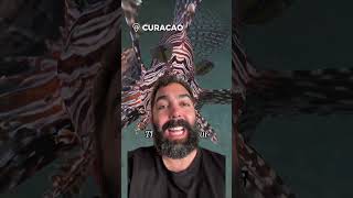 I am in Curaçao Have you ever tried Lionfish travel oceanlife curacao [upl. by Fermin]