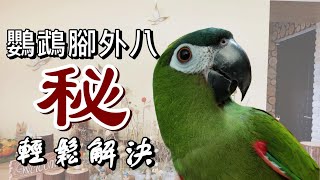 【屈原之天下鳥事】鸚鵡腳外八怎麼辦？用這個輕鬆解決！ [upl. by Godfree]