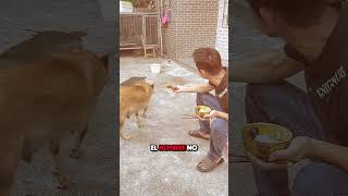 Este Perro Rechazó un Trozo de Pollo y lo Que Hizo Después Te Sorprenderá 😮 [upl. by Pain]