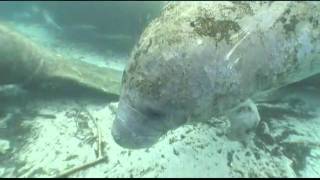 Manatees of Crystal River by Mike Knepper [upl. by Levin]