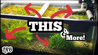 2 AQUASCAPES in 1 AQUARIUM  Horticulture Ludwigia x Arcuata Parva Crypt Aquarium and MORE [upl. by Anawot]