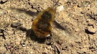 Beefly [upl. by Manuela20]