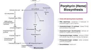 Porphyrins  Heme b Biosynthesis and its Regulation [upl. by Nodle]