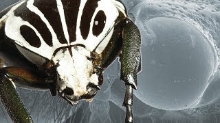 Ultimate Fighting Champion The Goliath Beetle  Earth Unplugged [upl. by Muslim]