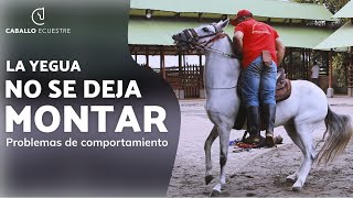 La yegua no se deja montar  Corrección de problemas de comportamiento [upl. by Akinwahs920]