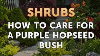 How to Care for a Purple Hopseed Bush [upl. by Marley260]