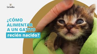 ¿Cómo ALIMENTAR a un GATO RECIÉN NACIDO [upl. by Ahseinat]