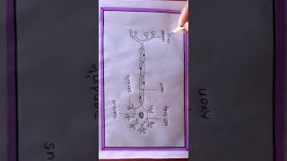 how to draw neuron or nerve cell shortsvideo shortsviral howtodraw art [upl. by Yahsan]