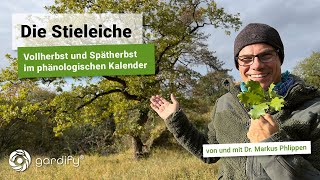 Die Stieleiche  Vollherbst und Spätherbst im phänologischen Kalender Wald Natur  gardify Tipps [upl. by Anaderol579]