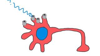 04 optogenetics memory amp vision [upl. by Soni]