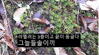 그늘들솔이끼 Pogonatum contortum Bird Lesq [upl. by Pinette]