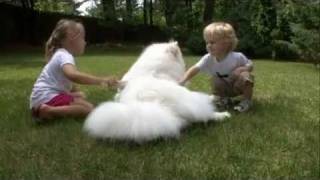 Samoyed 101 dogs [upl. by Robinetta]