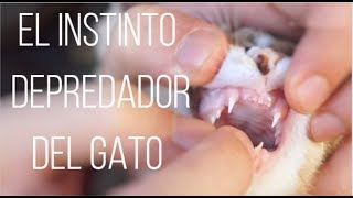 GATO El instinto depredador del gato [upl. by Friend628]