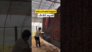 ചൈനക്കാരുടെ ചീവീട് കൃഷി cicada farming malayalam shorts [upl. by Nickolai]