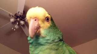 The many sounds of Lily an amazon parrot [upl. by Warren]