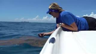 Loggerhead Turtle Hatchling Returned to Ocean  SeaWorld Orlando [upl. by Carlie972]