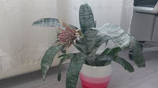 Aechmea ecmea  ingrijire si inmultire [upl. by Otsedom]