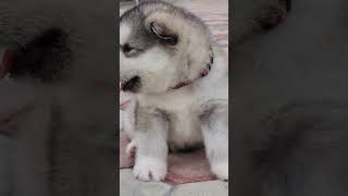 Malamute Puppy Howling [upl. by Aieken]