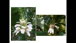 Practical  Dissection of Adhatoda vasica Flower by Dr Kiran Tak for II year Botany Practical work i [upl. by Briscoe]