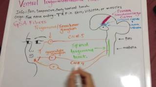 Trigeminal Lemniscus Caudal  Ventral Trigeminothalamic tract [upl. by Retluoc]