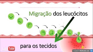 Migração de leucócitos para instauração da inflamação [upl. by Carol-Jean]