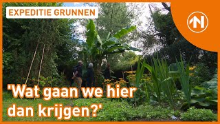 Een metershoge bananenplant in Glimmen  RTV Noord [upl. by Lunna276]