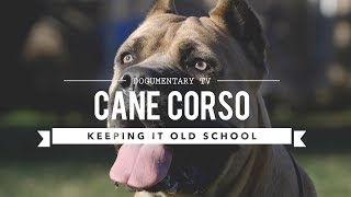 CANE CORSO KEEPING IT OLD SCHOOL [upl. by Okihsoy]