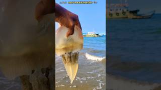 Rescue mission saved world quots of jellyfish life viral trending saving shorts [upl. by Eletnahs420]