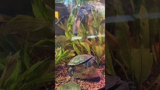 Baby Turtle 🐢🐢🐢 Turtle Back Zoo  West Orange  New Jersey  USA 🇺🇸 kidsvideo zoo [upl. by Howell]