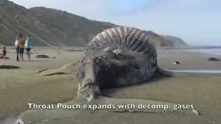 Bloated and Decomposing Whale [upl. by Eaton]