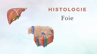 Histologie du Foie [upl. by Hultgren256]