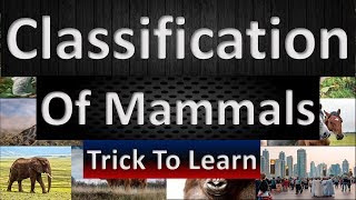 Mammals  Classification  Orders  Terms Made Easy [upl. by Bluefarb]