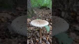 Sunčanica Macrolepiota procera rodila u Dotrščini [upl. by Tarrsus32]