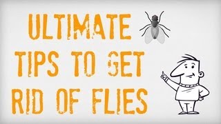 ULTIMATE Tips on How to Get Rid of Flies  Getting Rid of Flies Inside and Outside  Fly Traps [upl. by Keri330]