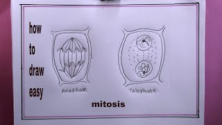 how to draw mitosisanaphase drawing [upl. by Aicnom]