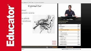 Ear Anatomy and Physiology of Hearing [upl. by Eelibuj546]