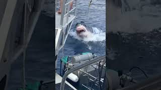 Great White Leaps Out Of Water Guadalupe MUST WATCH 💙shark guadeloupe [upl. by Eelirak]