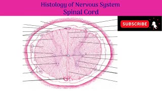 Histology of Spinal Cord  Grey amp White Matter  Anterior Grey amp Posterior Grey Columns [upl. by Aretina]