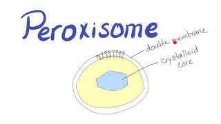 Peroxisomes  Functions and Applied Clinical Aspects [upl. by Arline]