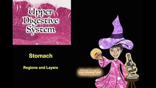 Upper Digestive System Stomach Regions and Layers [upl. by Konopka]