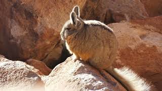 viscacha dans le nord de largentine [upl. by Ityak20]