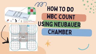 WBC count by Neubauer chamber [upl. by Lezley]