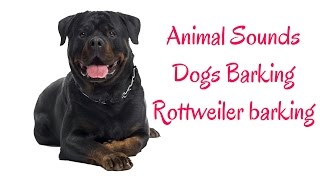 Rottweiler barking HD sound Dogs Barking [upl. by Dihgirb]