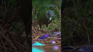 Bird that understands interior design Bowerbirds animals nature wildlife [upl. by Emmey169]