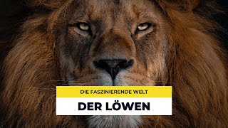 Der König der Savanne Alles über Löwen [upl. by Salkcin]