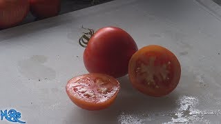 ⟹ Celebration Tomato  Solanum lycopersicum  Tomato Review [upl. by Ignacio369]