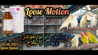 Birds Ko Loose Motion Flagyl Syrup Loose Motion Wajohat Best for All Birds UrduHindi [upl. by Raye]