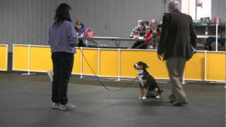 Entlebucher Mountain Dog Data in Beginning Obediencewmv [upl. by Lillie]