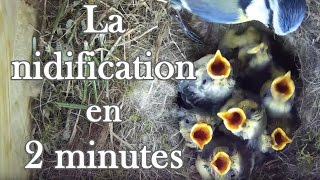 Mésanges bleues  La nidification en 2 minutes Timelapse [upl. by Alel]